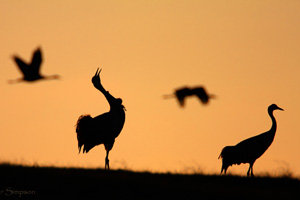 Eurasian Crane  2010 Fraser Simpson