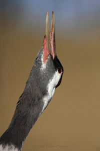 Eurasian Crane  2010 Fraser Simpson