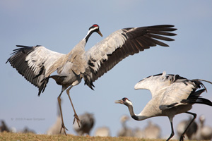 Eurasian Crane  2010 Fraser Simpson