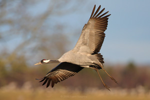 Eurasian Crane  2010 Fraser Simpson