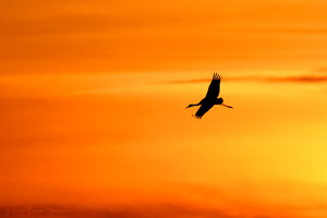 Eurasian Crane  2010 Fraser Simpson