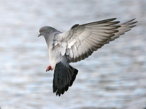 Feral Pigeon  2007 Fraser Simpson