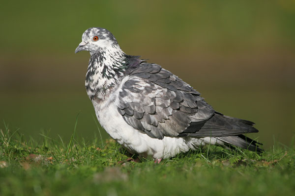Feral Pigeon  2007 Fraser Simpson