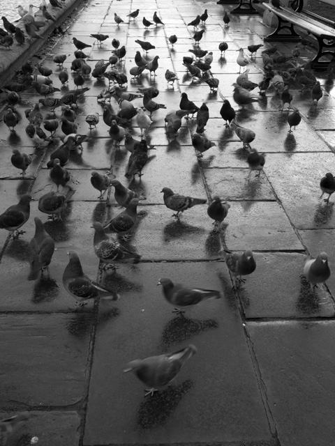 Feral Pigeon  2009 Fraser Simpson