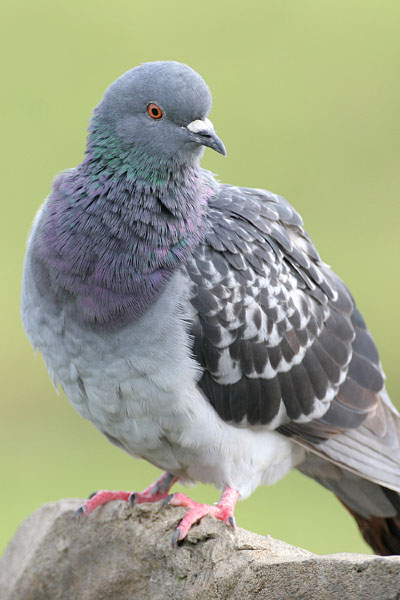 Feral Pigeon  2006 Fraser Simpson