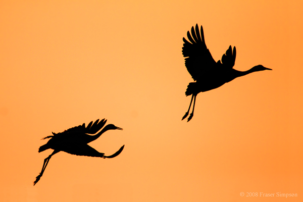 Fraser Simpson Bird Photography