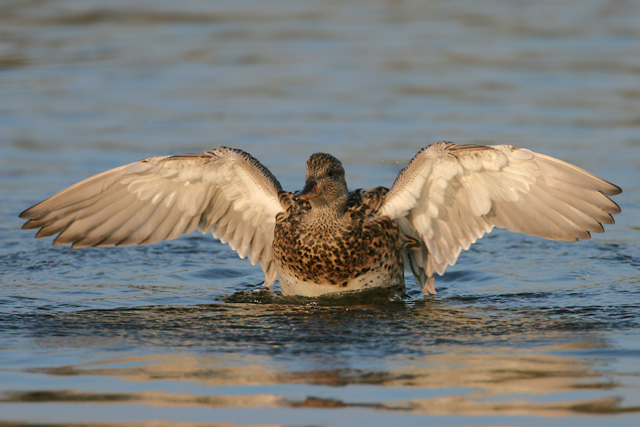 Gadwall © 2007 Fraser Simpson