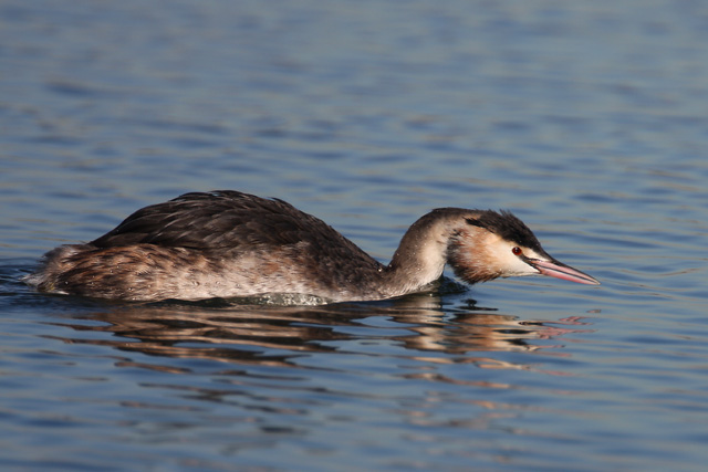 Great Crested Grebe  2008 Fraser Simpson
