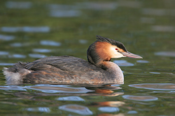 Great Crested Grebe  2007 Fraser Simpson