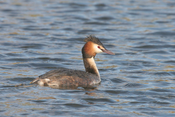 Great Crested Grebe  2006 Fraser Simpson