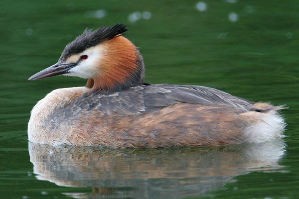 Great Crested Grebe  2006 Fraser Simpson
