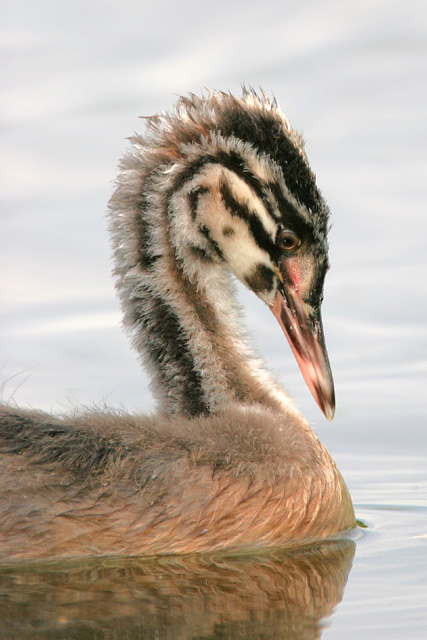 Great Crested Grebe  2007 Fraser Simpson