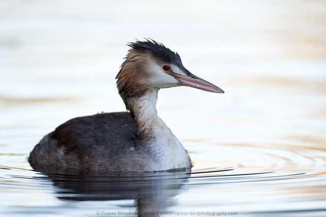 Great Crested Grebe  2013 Fraser Simpson