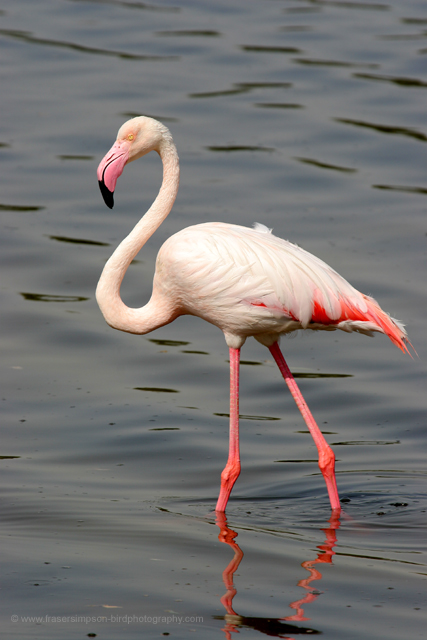 Greater Flamingo  2008 Fraser Simpson