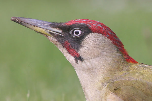 Green Woodpecker  2005 Fraser Simpson