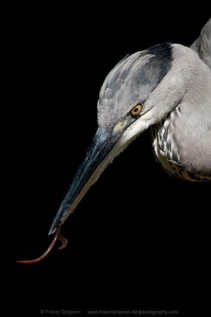 Grey Heron  2012 Fraser Simpson
