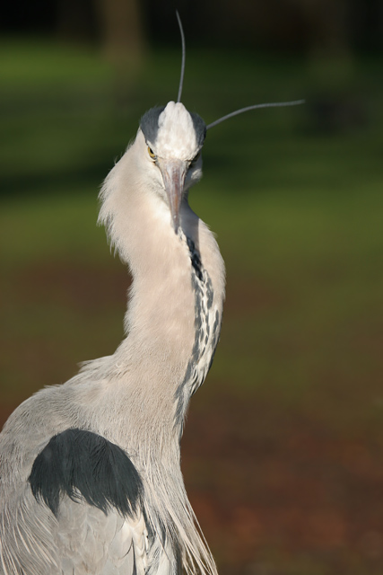 greyheron080208a.jpg  Fraser Simpson