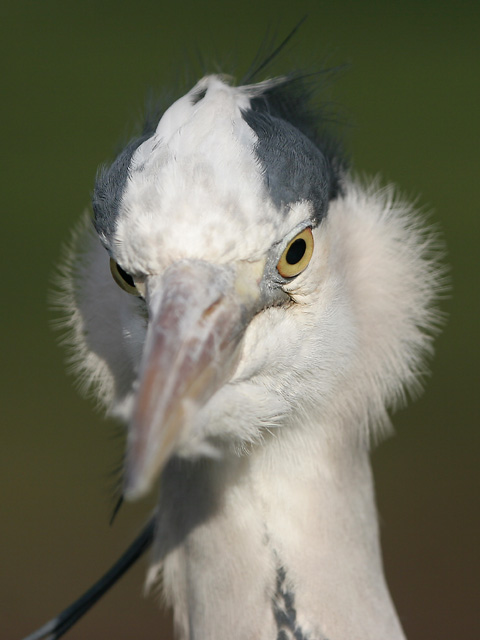 greyheron080208b.jpg  Fraser Simpson