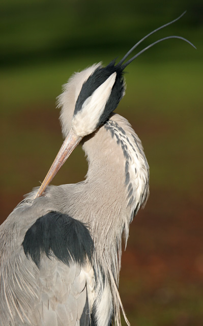 greyheron080208c.jpg  Fraser Simpson