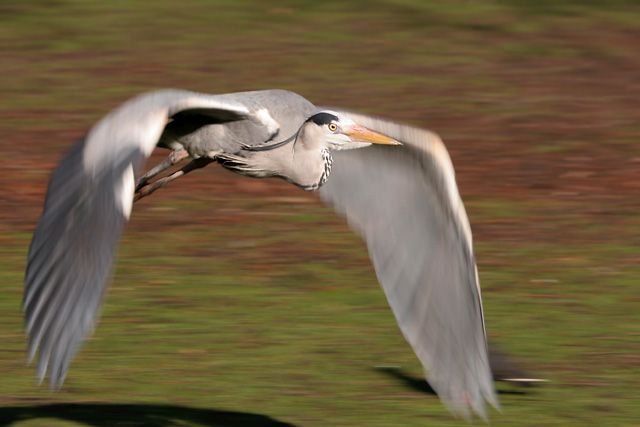 greyheron080208d.jpg  Fraser Simpson