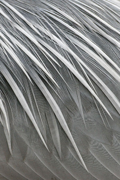 Grey Heron  2006 Fraser Simpson