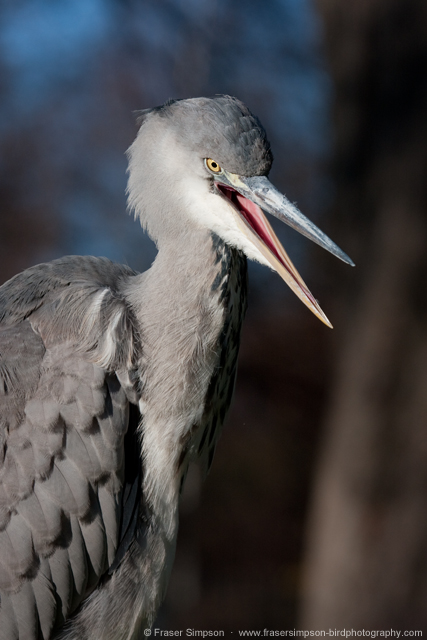 greyheron131214q.jpg  Fraser Simpson