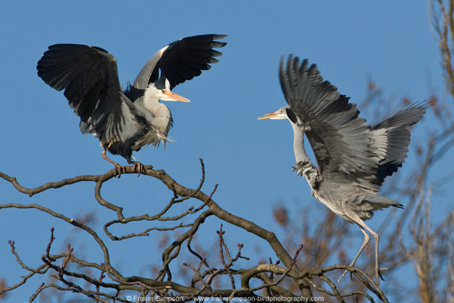 greyheron160214a.jpg  Fraser Simpson