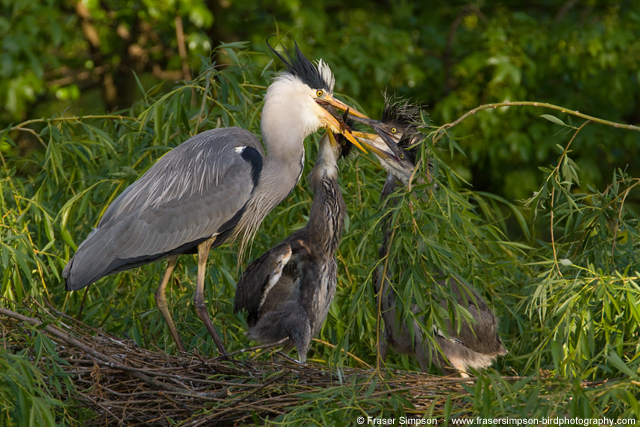 greyheron160414a.jpg  Fraser Simpson