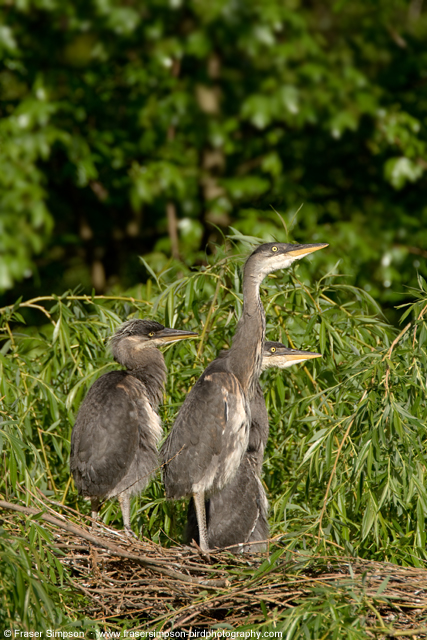 greyheron160414c.jpg  Fraser Simpson