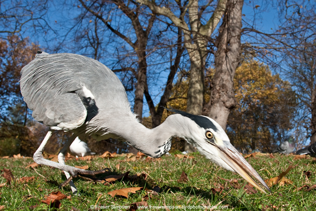 greyheron181112c.jpg  Fraser Simpson