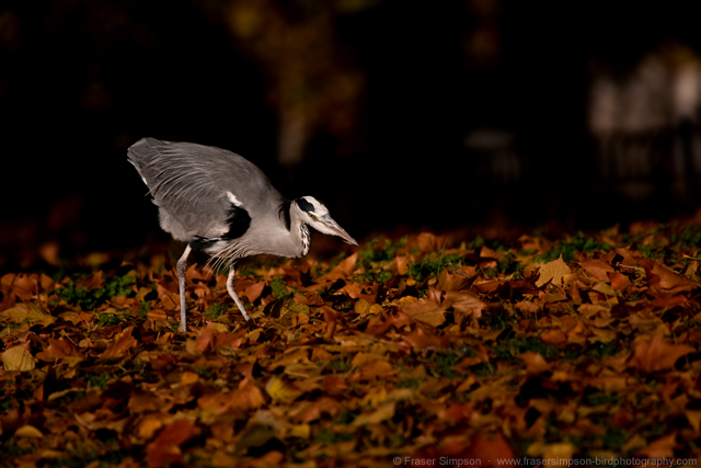 greyheron191113a.jpg  Fraser Simpson