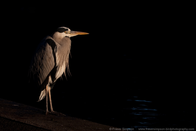 greyheron160214a.jpg  Fraser Simpson