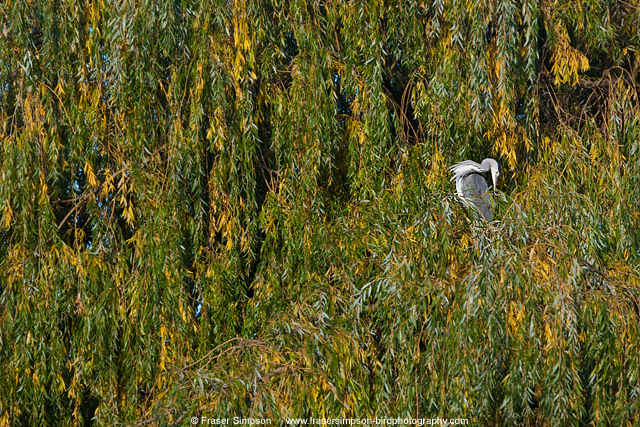 greyheron191113c.jpg  Fraser Simpson