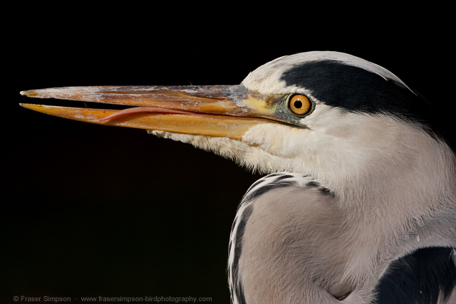 greyheron201012g.jpg  Fraser Simpson