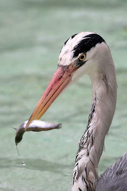 greyheron250308a.jpg  Fraser Simpson