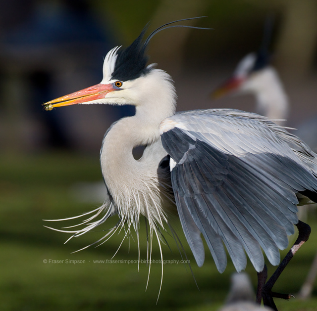 greyheron260113a.jpg  Fraser Simpson