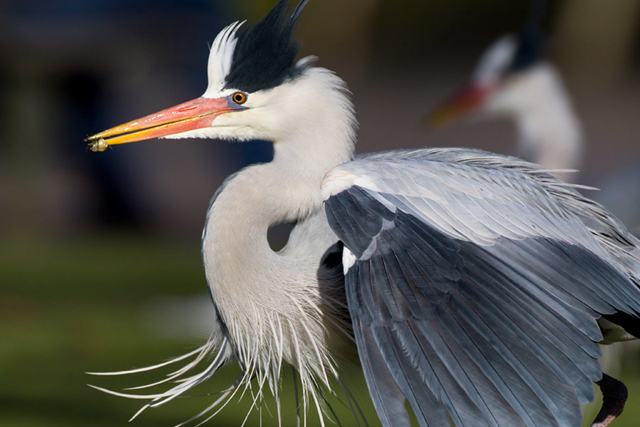 Grey Heron, England