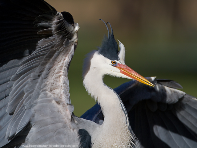 greyheron260113b.jpg  Fraser Simpson