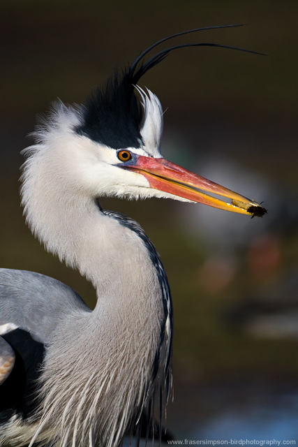 greyheron260113c.jpg  Fraser Simpson