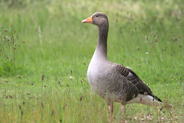 Greylag Goose  2005 Fraser Simpson