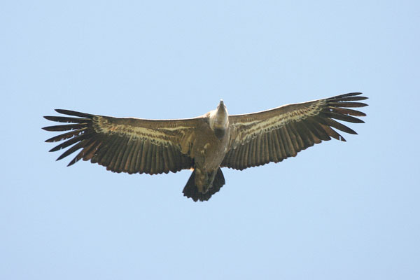Griffon Vulture  2005 Fraser Simpson