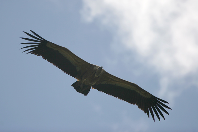 Griffon Vulture  2008 Fraser Simpson