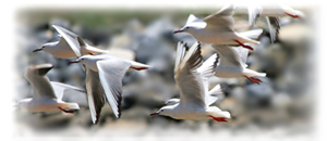 Fraser Simpson Bird Photography