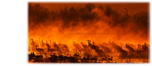 Fraser Simpson Bird Photography