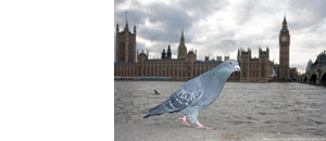 Fraser Simpson Bird Photography