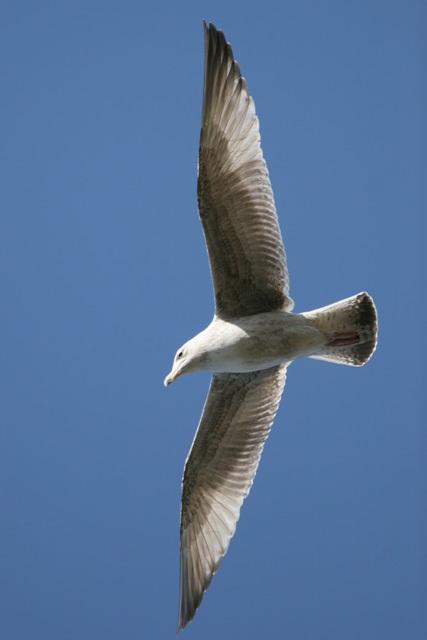 Herring Gull  2007 Fraser Simpson