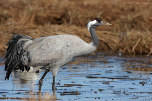 Eurasian Crane  2010 Fraser Simpson