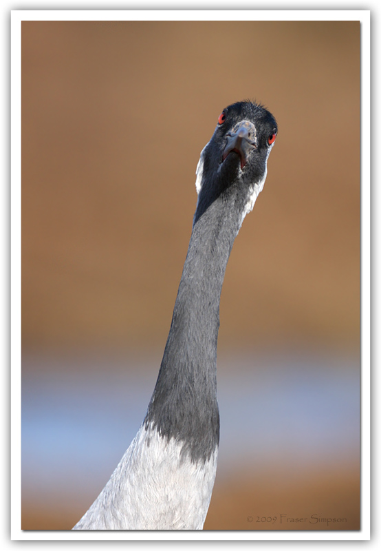 Eurasian Crane © 2009 Fraser Simpson