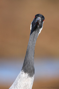 Eurasian Crane  2010 Fraser Simpson