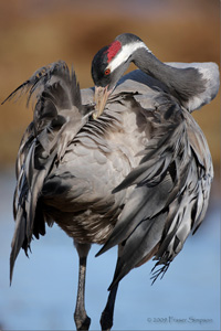 Eurasian Crane  2010 Fraser Simpson